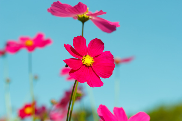 cosmos flowers against the sky with color filter. - Photo, Image