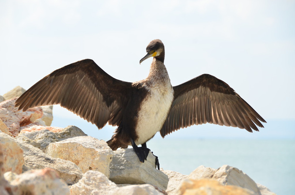 Cormorant Bird - Photo, Image