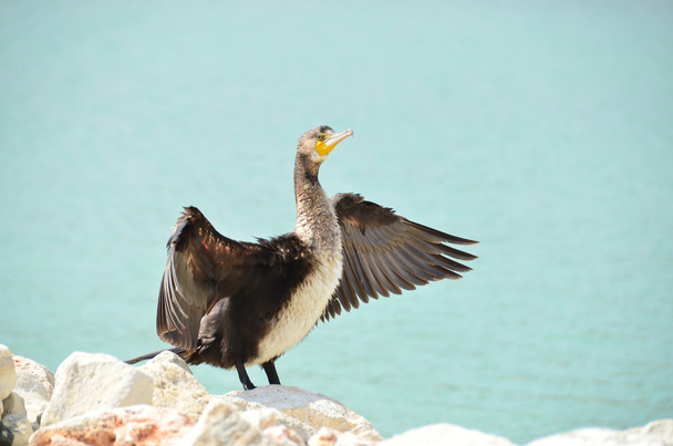 Karabatak Kuşu - Fotoğraf, Görsel