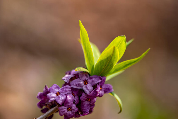 Цветок Daphne mezereum, растущий в лесу - Фото, изображение