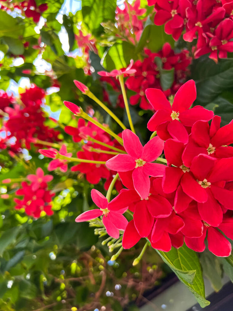 Bright red flowers blooming outdoors, closeup - Foto, immagini