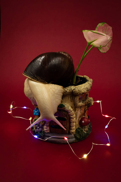 Large achatina snail pet with a potted plant and colorful fairy lights, red background with copy space - Foto, Imagem