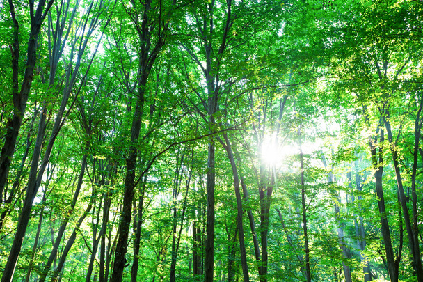 green forest - Foto, imagen