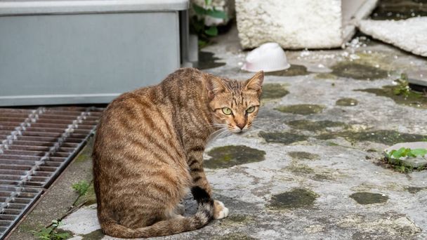 cautelosamente vagar gato tabby en la calle en una ciudad - Foto, imagen
