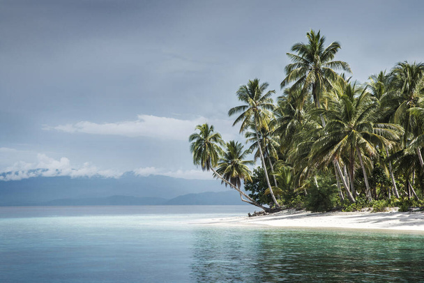 beautiful tropical beach with palm trees and blue sky. Raja Ampat, Indonesia, by Pascal Kehl - Zdjęcie, obraz