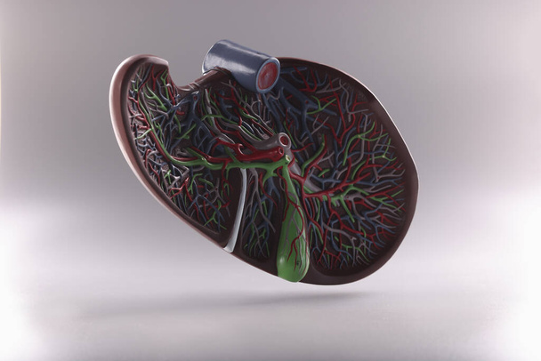 Human liver anatomy model in air on gray background. Structure and function of liver disease concept - Zdjęcie, obraz