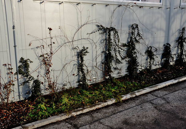 The sheet metal wall of the warehouse is improved with stainless steel cable holders for climbing plants. trellises made of stainless steel vertical cables. in a narrow strip of flowerbed covered  - Foto, Bild