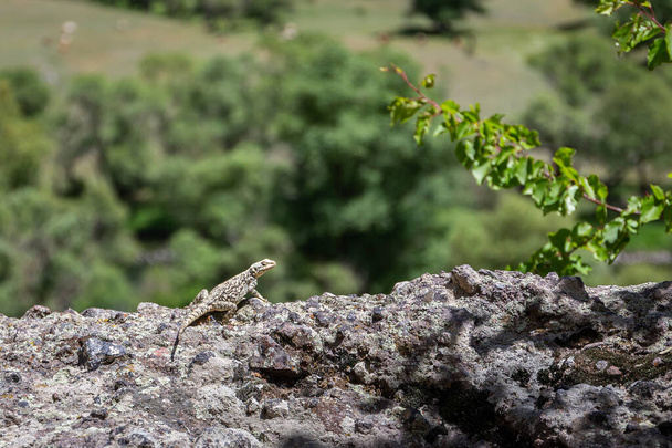 The Caucasian agama (Paralaudakia caucasia, agamid lizard), sun basking on a stone wall in Vardzia Cave Monastery complex in Georgia with green vegetation around. - Valokuva, kuva