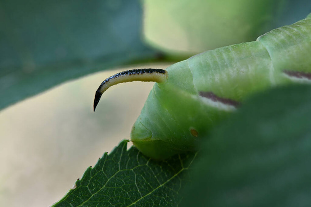 Green caterpillar Privet hawk moth (Sphinx ligustri) or moth butterfly (Sphingidae). Caterpillar tail closeup. Side view.  - Foto, Imagen