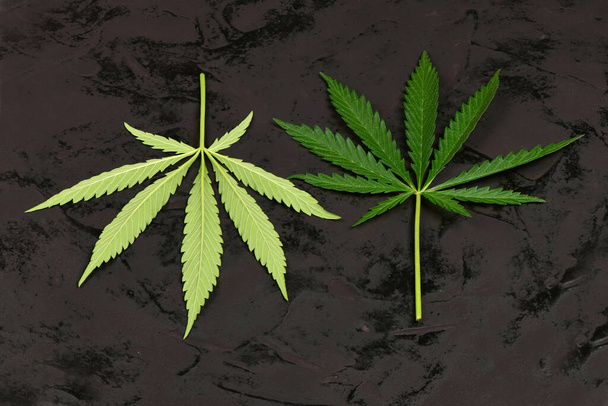 Cannabis leaves, marijuana isolated on black background. High resolution photo. Full depth of field. - Photo, image