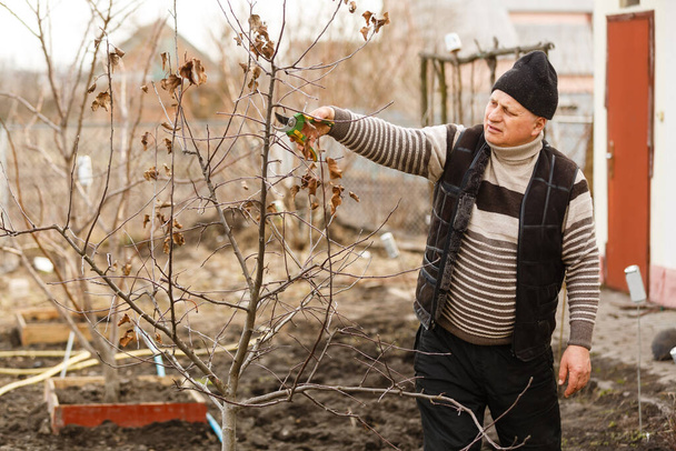 elderly man pruning trees with scissors. - Valokuva, kuva
