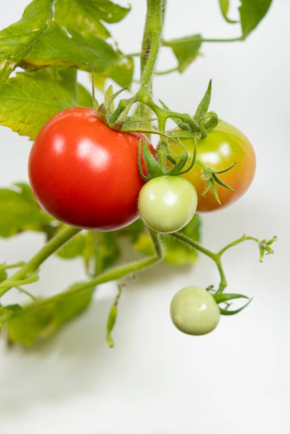 種子からトマトを栽培し、ステップバイステップ。ステップ13 -熟したトマト. - 写真・画像