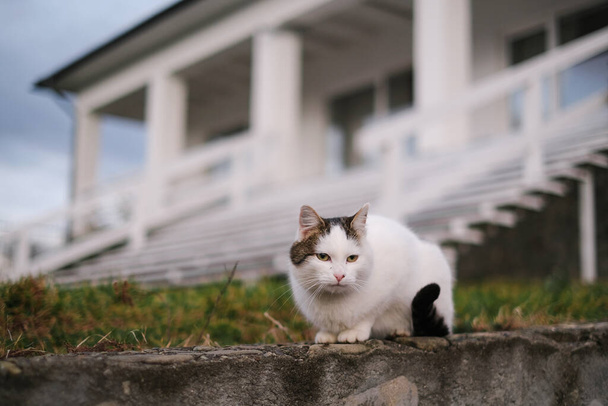 a beautiful Persian white cat walks around the yard of a private house - Foto, immagini