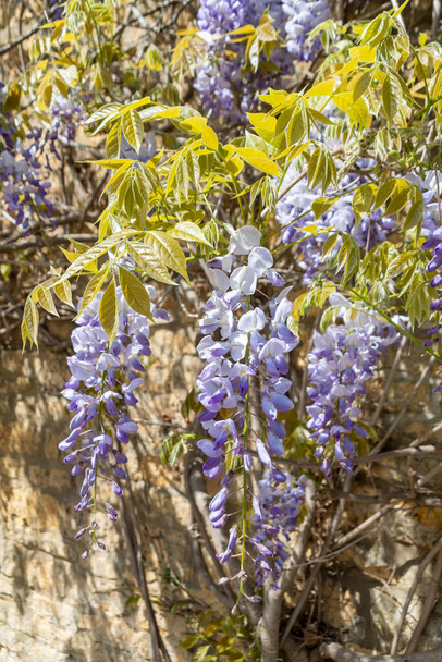 Sunlit light mauve blue racemes of Wisteria racemes surrounded by light olive green young foliage grown against a light sandy coloured wall - Photo, Image