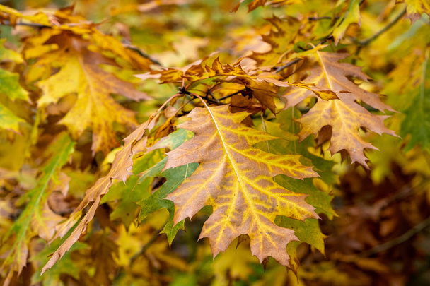 穏やかな秋の季節。メープルは日当たりの良い美しい自然の秋の背景に残します。紅葉と水平秋のバナー赤、黄、緑の葉. - 写真・画像