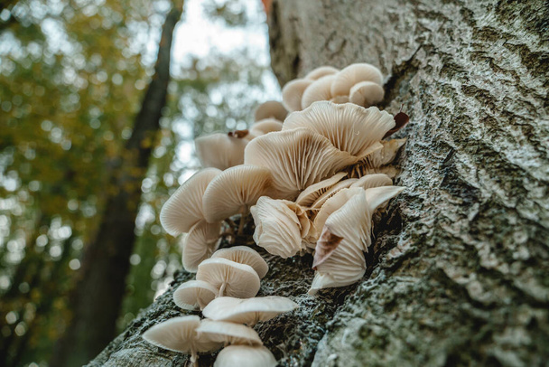White fungi on a forest tree - Zdjęcie, obraz