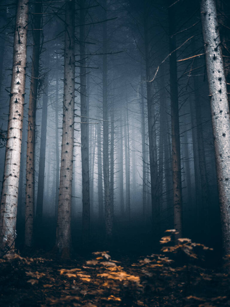 Mysteriöser Nebelwald am Morgen - Foto, Bild