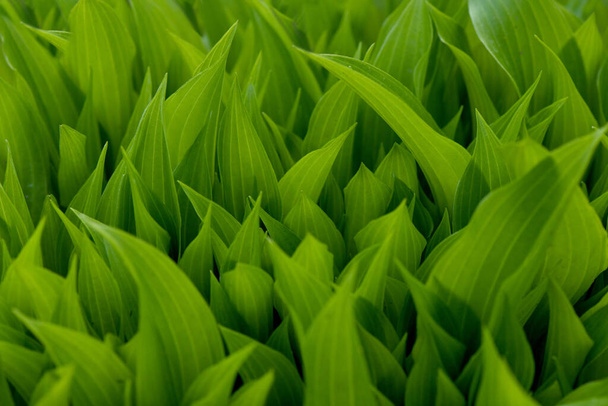 Jonge hosta vertrekt in het voorjaar. Natuurlijke achtergrond met hosta bladeren. Hoge resolutie foto. Selectieve focus. - Foto, afbeelding