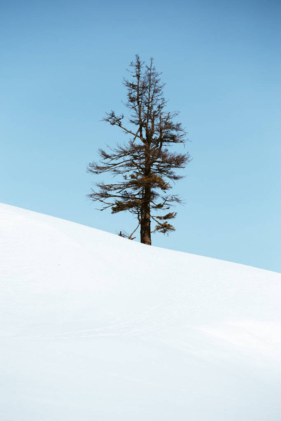 霜と青空に対する雪の中で風景の中に1本の木。冬の風景。ミニマルなコンセプト - 写真・画像