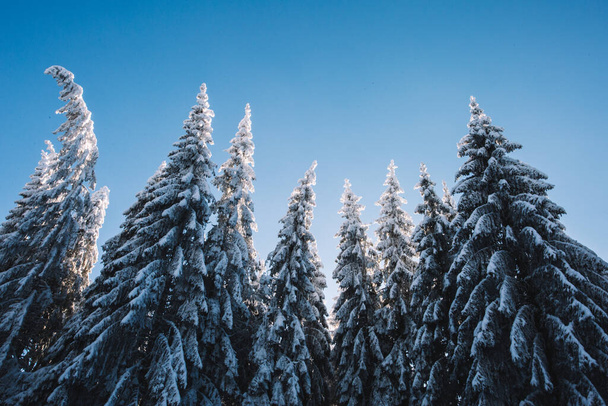 Сніг покритий сосновими деревами з красивим блакитним, чистим небом
 - Фото, зображення