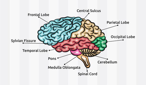 Human brain anatomy vector design - Vector, afbeelding