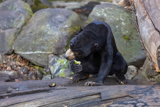 Malayan bear - Helarctos malayanus - the smallest bear species. He is black, eating fruit on a rock. - Photo, image