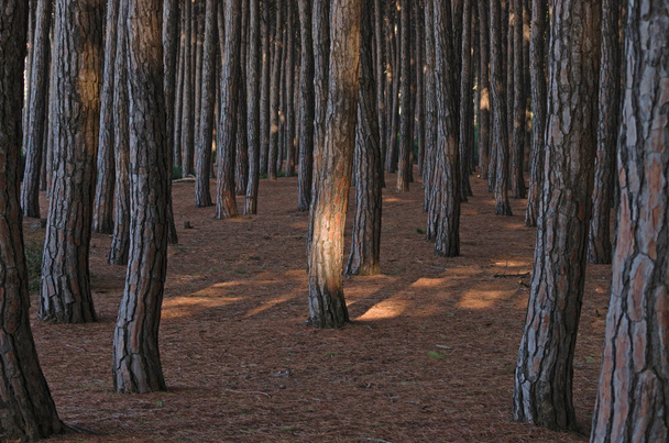 Madera de pino con sus luces y sombras
 - Foto, imagen