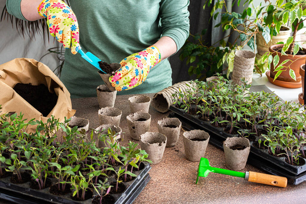 Mudas verdes jovens de tomate em uma forma plástica especial, jardineiro mulher transplantando mudas, picando em vasos eco-amigáveis, hobby em casa - Foto, Imagem