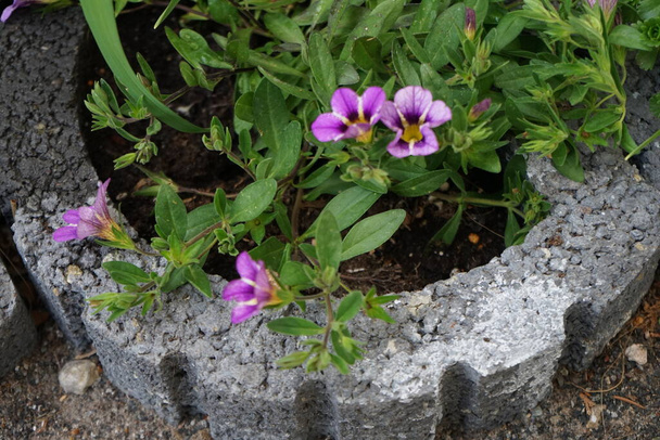 Кабаре "Кабаре Бамбл Бі Блю" цвіте в квітні в саду. Calibrachoa - рід рослин родини Solanaceae, родини нічних відтінків. Берлін (Німеччина) - Фото, зображення