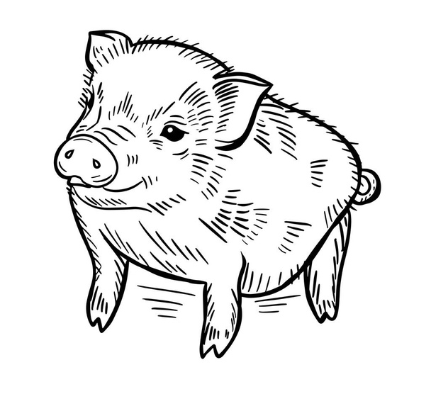 Cute little pig.Babby pig hand drawn Vector illustration. - Vektor, obrázek