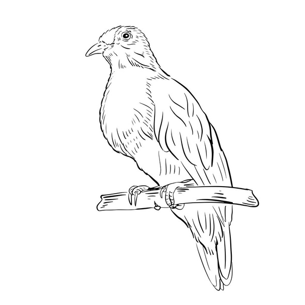 Чорно-біла гравюра ізольовані птахи Векторні ілюстрації
 - Вектор, зображення