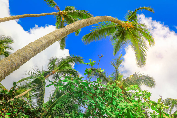 Tropical paradise, idyllic caribbean palm trees in Punta Cana at sunny day, Dominican Republic - Photo, Image