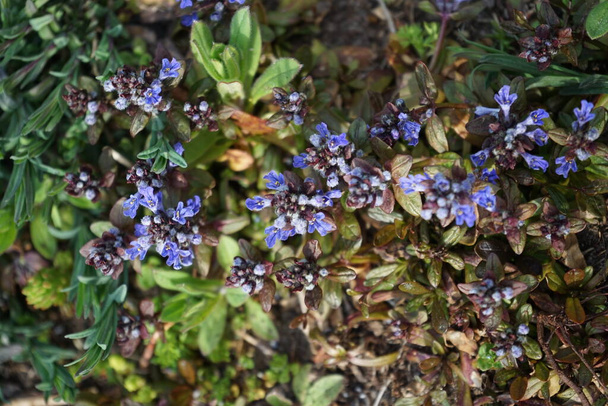 Ajuga reptans in spring in the garden. Ajuga reptans, bugle, blue bugle, bugleherb, bugleweed, carpetweed, carpet bugleweed, common bugle, St. Lawrence plant. It is an herbaceous flowering plant, in the mint family. Berlin, Germany  - Photo, Image