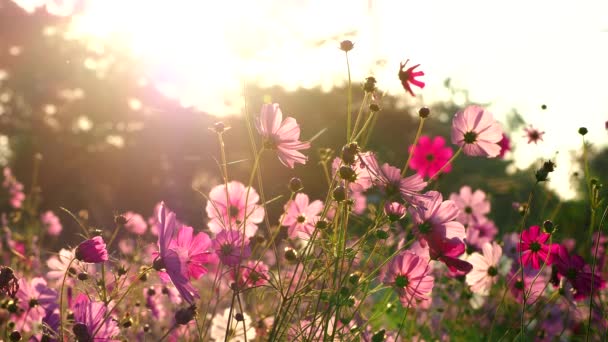 庭の美しいコスモスの花、屋外｜チェンマイタイ - 映像、動画