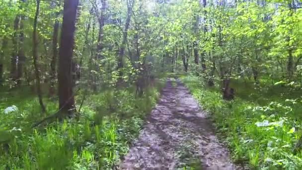 Bahar ahşap orman yolu - Video, Çekim