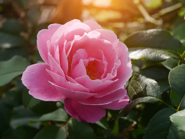 Close up Pink Rose flower with sunlight and blur background. (Scientific name Rosa damascena) - Zdjęcie, obraz