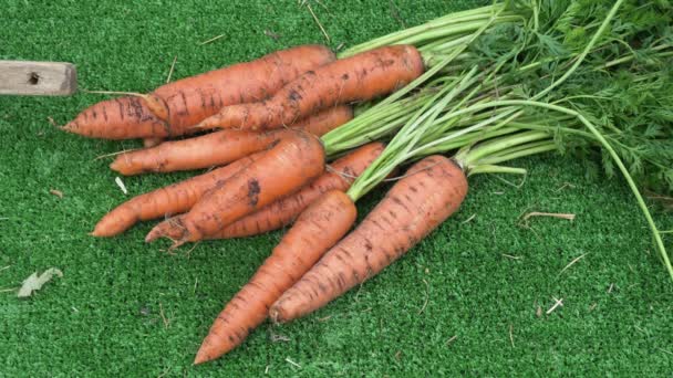 Морковь, собранная в саду, лежит на зеленой траве. плантационные работы. Осенний сбор урожая и концепция здорового органического питания крупным планом. - Кадры, видео