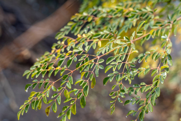 Fresh Moringa leaves closeup. selective focus - Foto, Imagen
