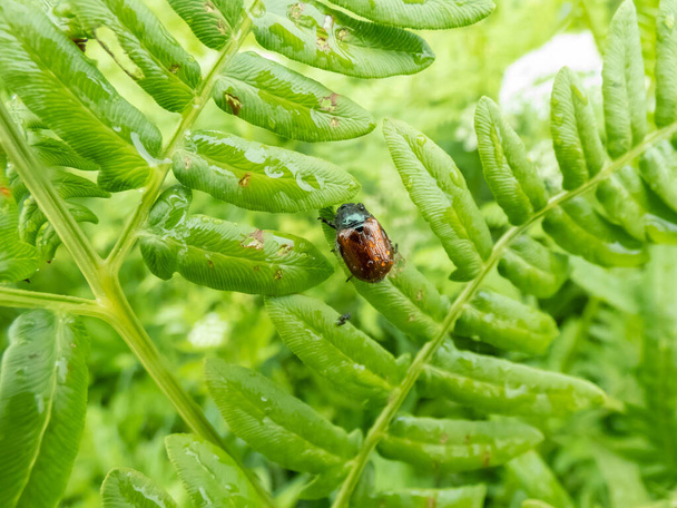Close-up shot of the garden chafer or garden foliage beetle (Phyllopertha horticola) with chestnut-brown wing casings, head, thorax and legs are shiny dark green or bluish on a leaf - Photo, Image