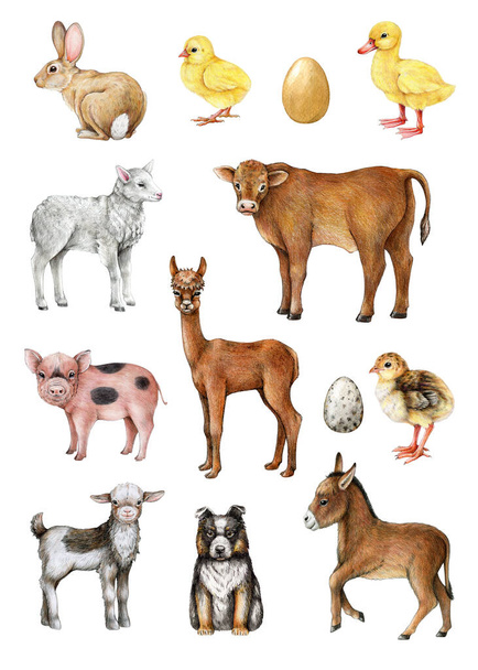 Γεωργικά ζώα και πουλιά ζωγραφισμένα στο χέρι εικονογράφηση vintage στυλ που. Αγελάδα, χοίρος, πρόβατα, κατσίκα, κοτόπουλο, πάπια αγρόκτημα οικόσιτα ζώα μεγάλη συλλογή. Χαριτωμένο γουρουνάκι, κοτόπουλο, αρνί, γάιδαρο, λαγουδάκι. Λευκό φόντο. - Φωτογραφία, εικόνα