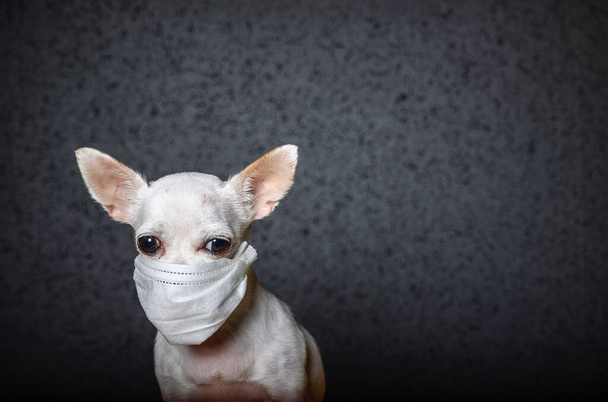 Маленький пес чіхуахуа, перед обличчям якого стоїть біла пов'язка з мармуром, щоб захистити від вірусу. Чорне тло, сумний вигляд собаки.. - Фото, зображення