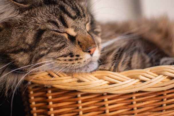 Portrait of a Maine Coon cat marbled color in the basket - Zdjęcie, obraz