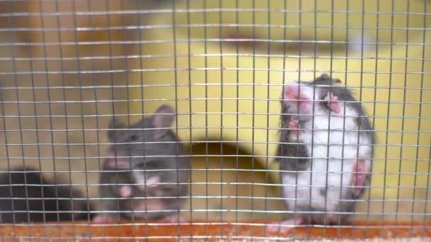 Mice sit in an iron cage. - Video