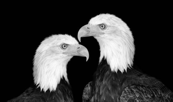 Beautiful Two Big Eagle Closeup Face On The Black Background - Foto, Bild