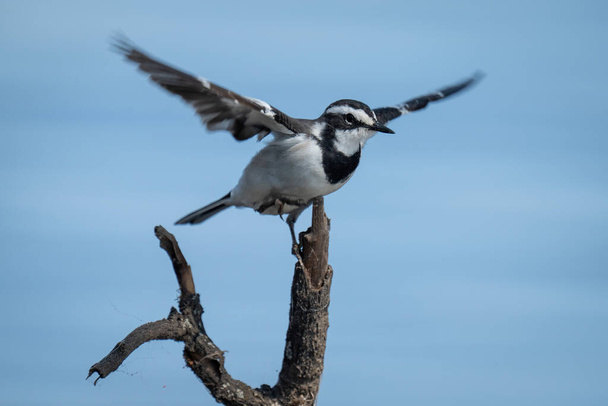 African pied wagtail flies from forked branch - Photo, Image