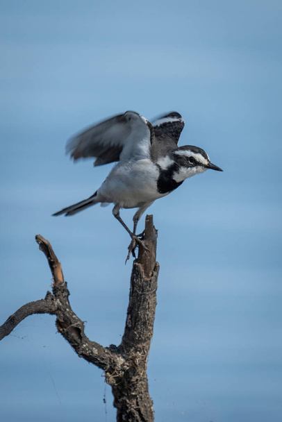 African pied wagtail takes off from branch - Photo, Image