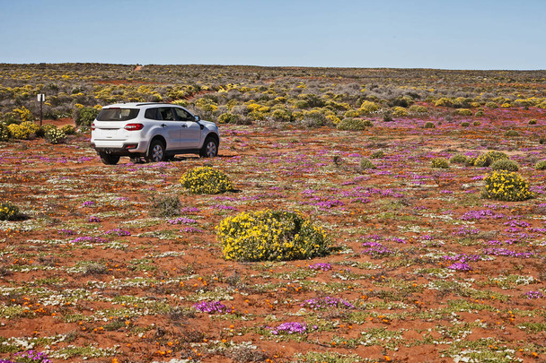 A white SUV on a small Namagualandl track surronded by wild springflowers. - Photo, Image