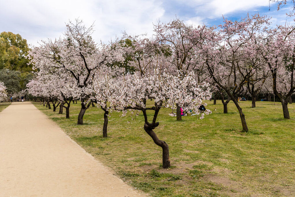 public park called Quinta de los Molinos with the almond trees in bloom in Madrid, Spain - Foto, Imagem