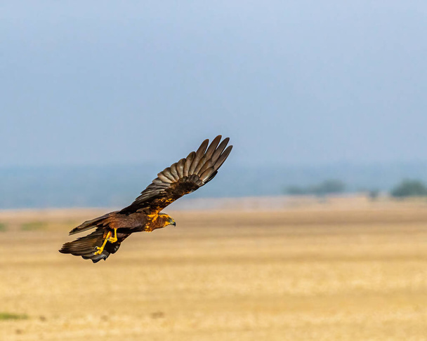 A Marsh Harrier flying in blue sky - Zdjęcie, obraz