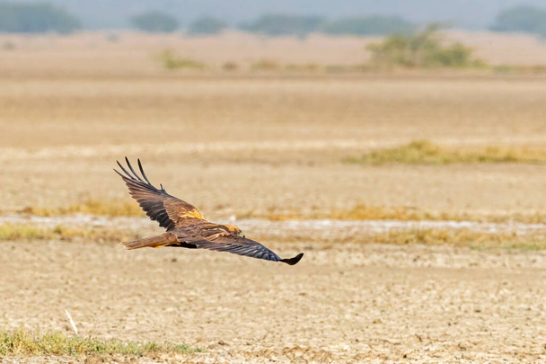 A flying marsh harrier with wings in horizontal position - Foto, Imagen
